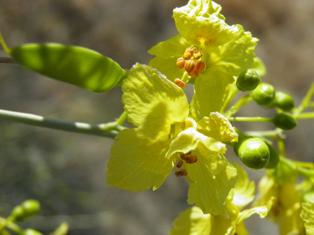 Parkinsonia florida (Blue paloverde) #85756