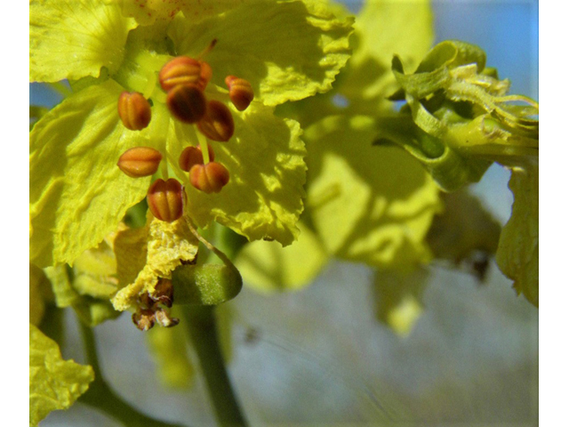 Parkinsonia florida (Blue paloverde) #85758