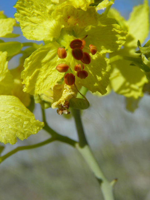 Parkinsonia florida (Blue paloverde) #85759