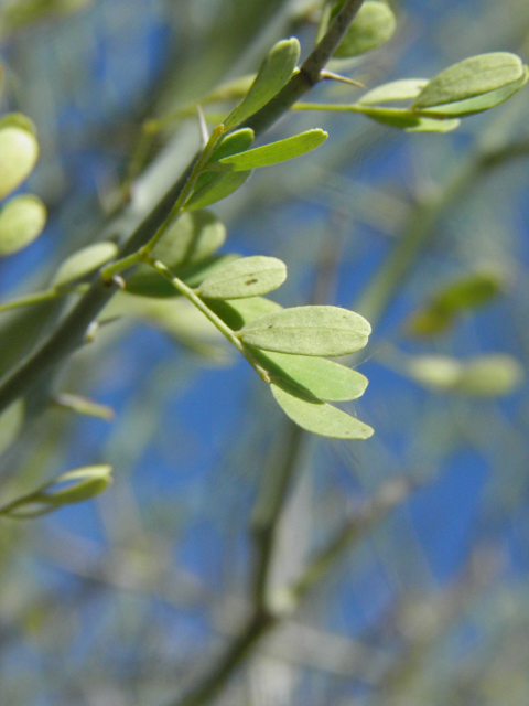 Parkinsonia florida (Blue paloverde) #85761