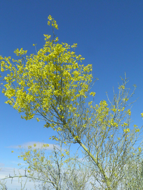 Parkinsonia florida (Blue paloverde) #85762