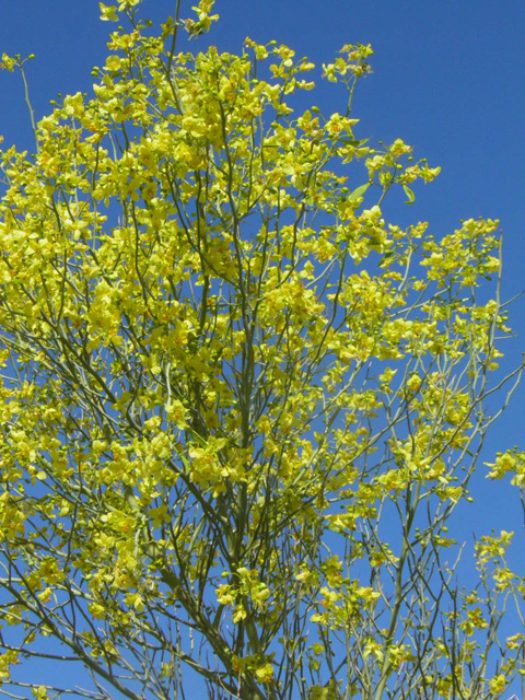 Parkinsonia florida (Blue paloverde) #85763