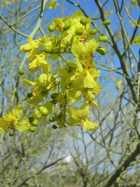 Parkinsonia florida (Blue paloverde) #85764