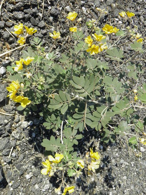 Senna covesii (Coues' cassia) #85768