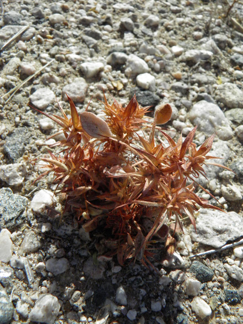 Chorizanthe rigida (Devil's spineflower) #85801