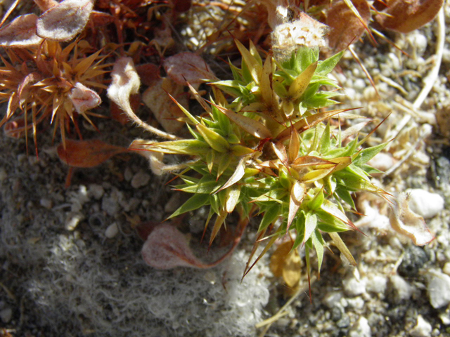 Chorizanthe rigida (Devil's spineflower) #85805