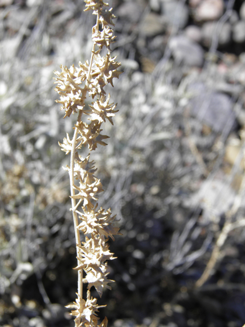 Atriplex acanthocarpa (Tubercled saltbush) #85807