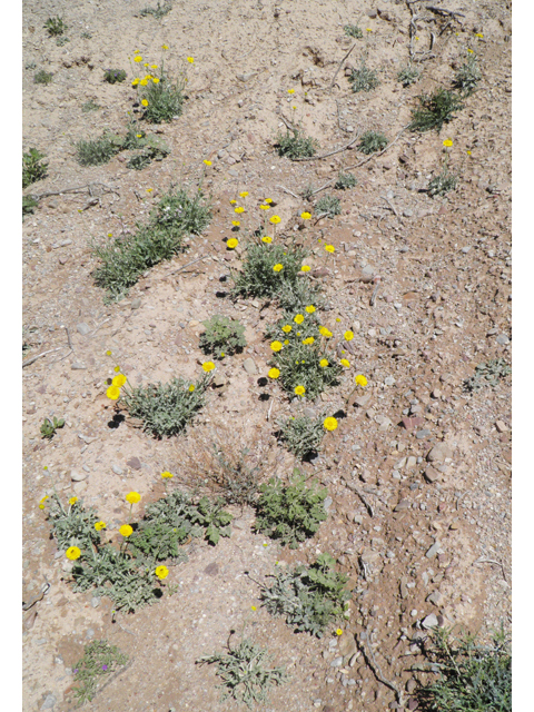 Baileya multiradiata (Desert marigold) #85813