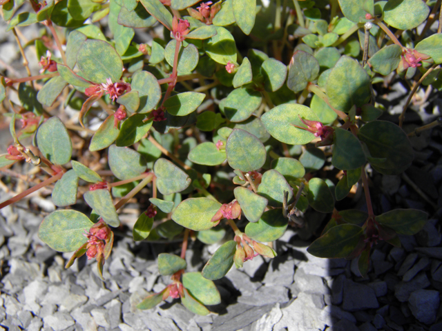 Chamaesyce simulans (Mimicking sandmat) #85940