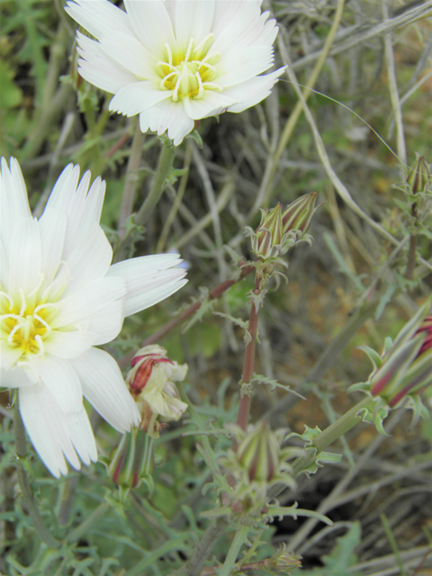 Rafinesquia neomexicana (New mexico plumeseed) #86009