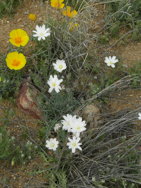 Rafinesquia neomexicana (New mexico plumeseed) #86010