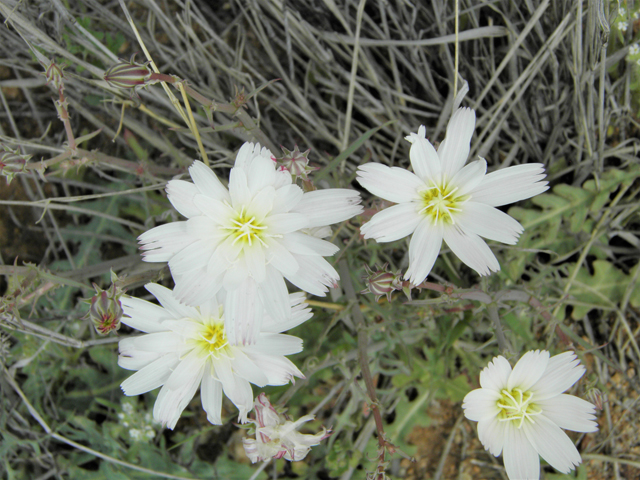 Rafinesquia neomexicana (New mexico plumeseed) #86011