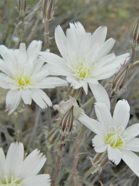 Rafinesquia neomexicana (New mexico plumeseed) #86012