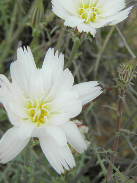 Rafinesquia neomexicana (New mexico plumeseed) #86013