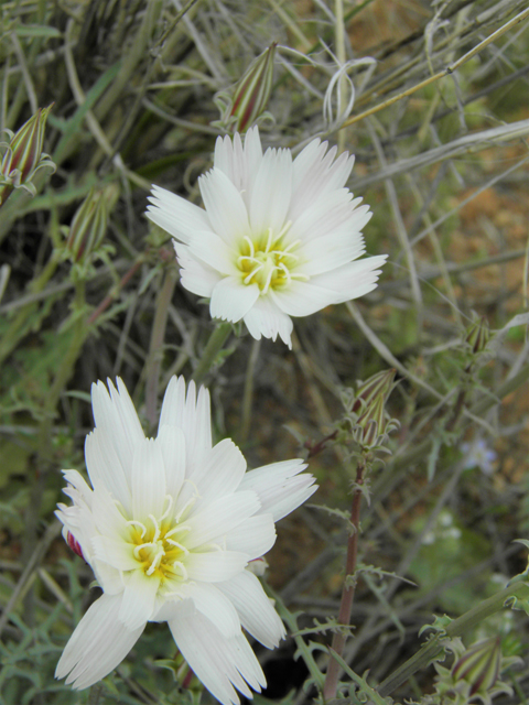 Rafinesquia neomexicana (New mexico plumeseed) #86014