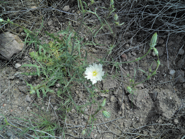 Rafinesquia neomexicana (New mexico plumeseed) #86122