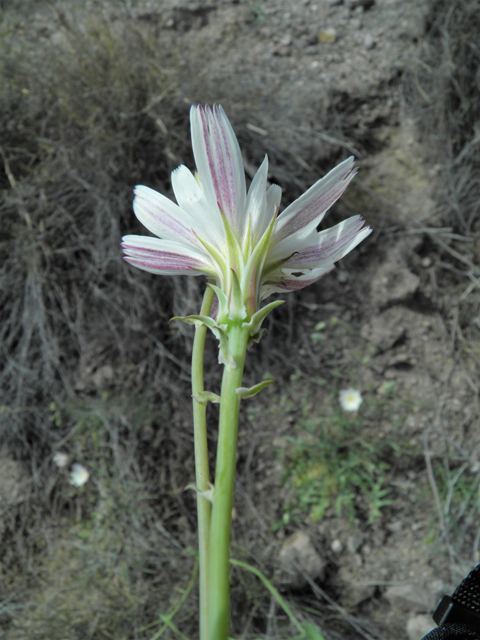 Rafinesquia neomexicana (New mexico plumeseed) #86123