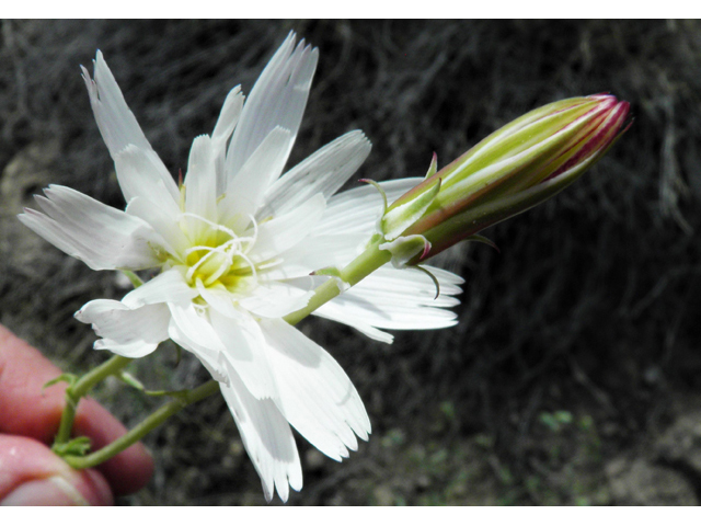 Rafinesquia neomexicana (New mexico plumeseed) #86124