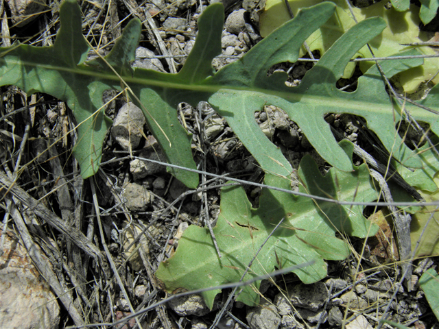 Rafinesquia neomexicana (New mexico plumeseed) #86125