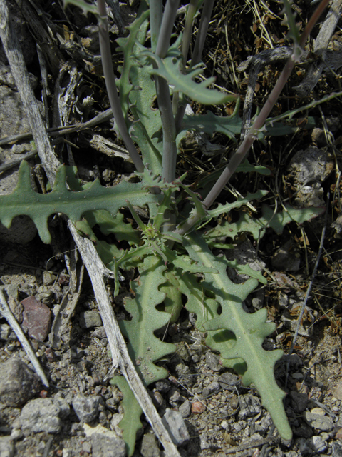 Rafinesquia neomexicana (New mexico plumeseed) #86127