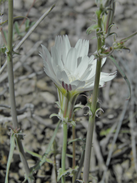 Rafinesquia neomexicana (New mexico plumeseed) #86128