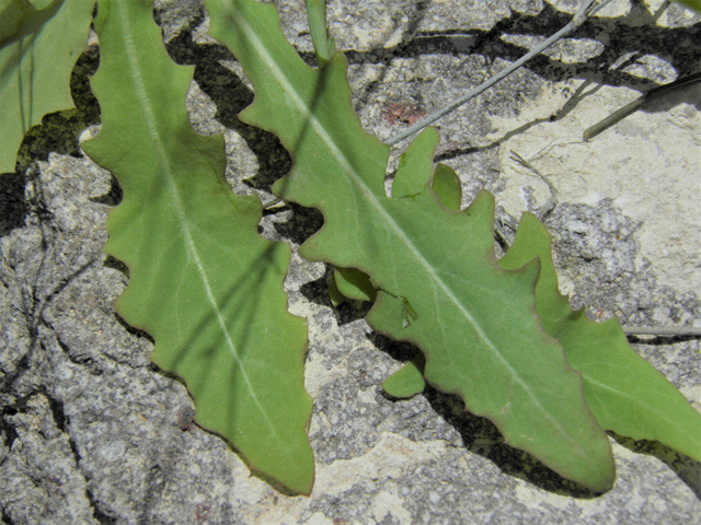 Rafinesquia neomexicana (New mexico plumeseed) #86129