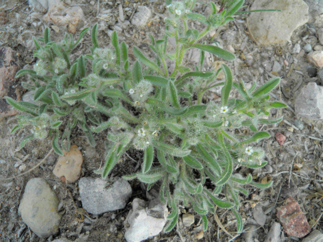 Cryptantha crassisepala var. elachantha (Thicksepal cryptantha) #86130