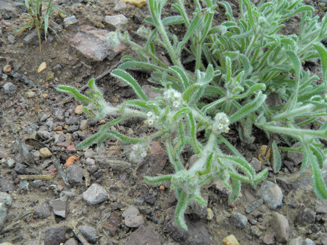 Cryptantha crassisepala var. elachantha (Thicksepal cryptantha) #86133