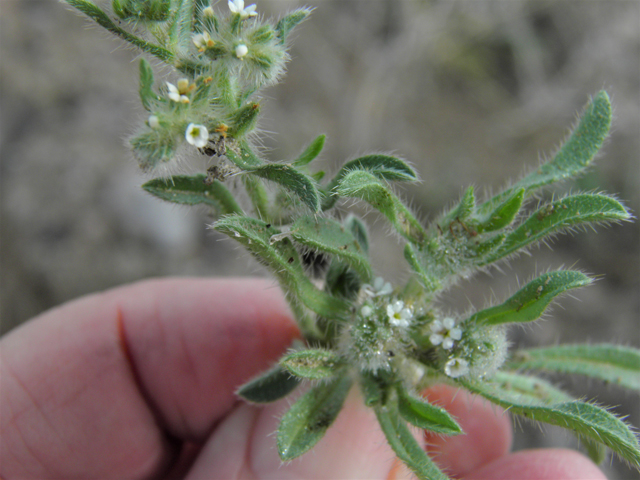 Cryptantha crassisepala var. elachantha (Thicksepal cryptantha) #86135