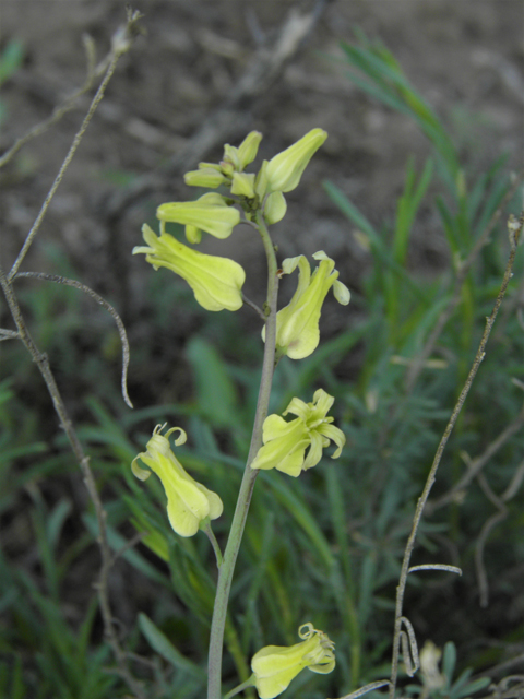 Streptanthus carinatus ssp. arizonicus (Arizona jewelflower) #86151