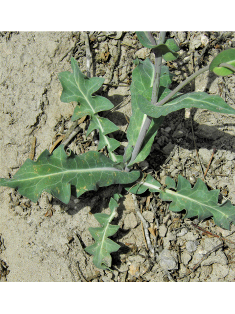 Streptanthus carinatus ssp. arizonicus (Arizona jewelflower) #86164