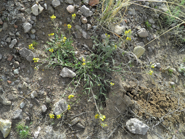 Lesquerella gordonii (Gordon's bladderpod) #86182