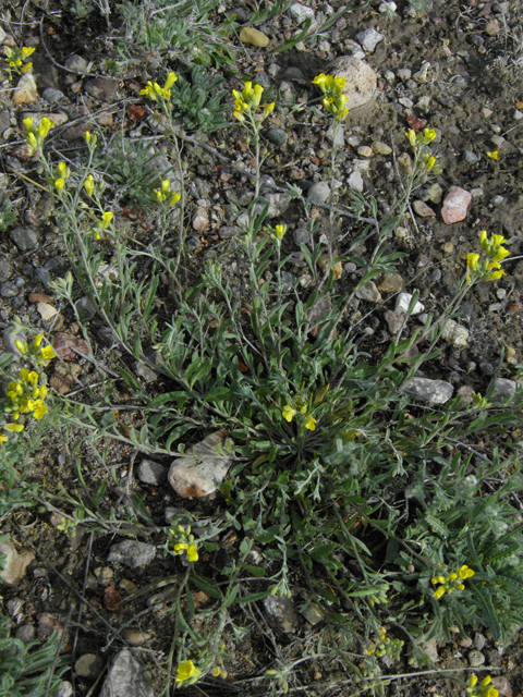 Lesquerella gordonii (Gordon's bladderpod) #86186