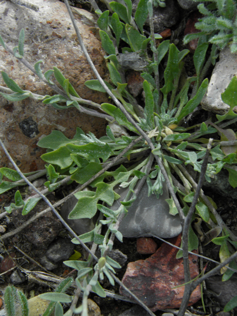 Lesquerella gordonii (Gordon's bladderpod) #86187