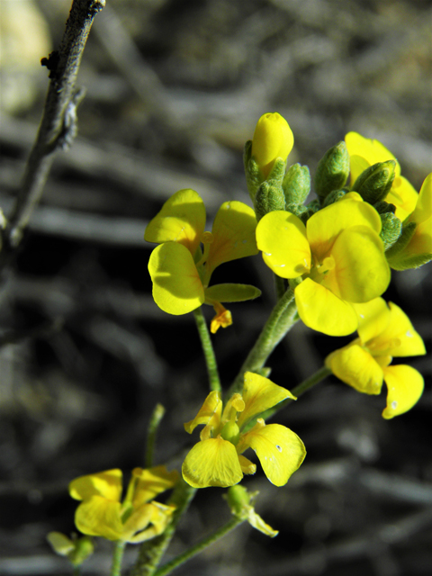 Lesquerella gordonii (Gordon's bladderpod) #86188