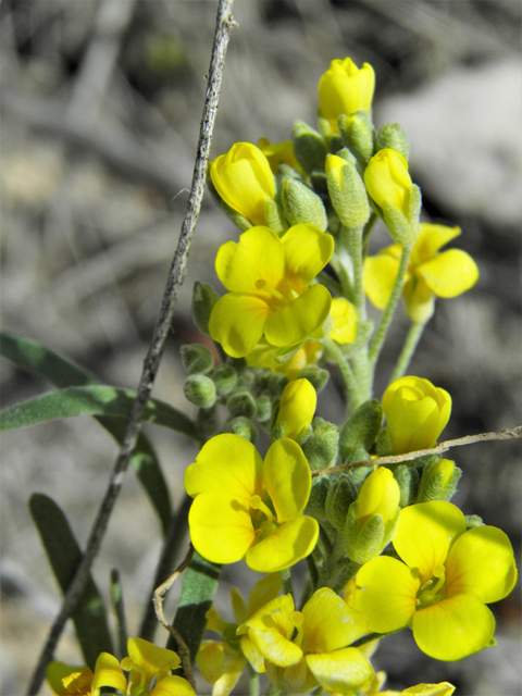 Lesquerella gordonii (Gordon's bladderpod) #86189