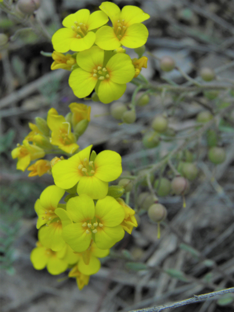 Lesquerella gordonii (Gordon's bladderpod) #86192