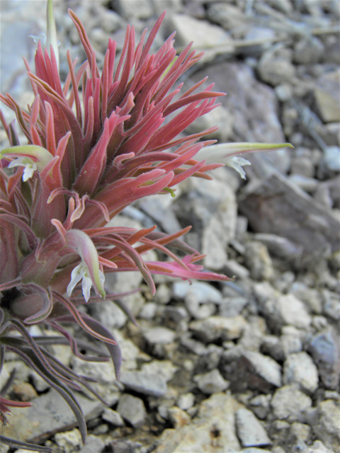 Castilleja sessiliflora (Downy painted cup) #86283