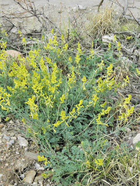 Corydalis curvisiliqua ssp. occidentalis (Curvepod fumewort) #86296