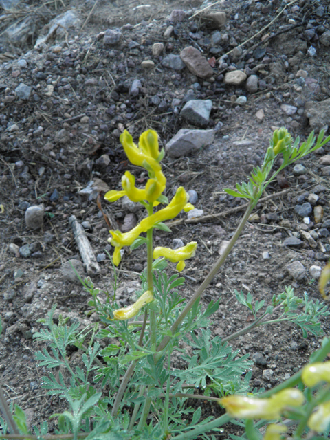 Corydalis curvisiliqua ssp. occidentalis (Curvepod fumewort) #86297