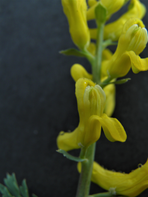 Corydalis curvisiliqua ssp. occidentalis (Curvepod fumewort) #86298