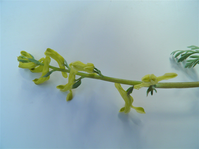 Corydalis curvisiliqua ssp. occidentalis (Curvepod fumewort) #86300