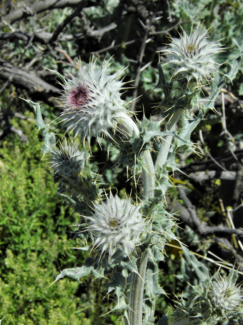 Cirsium neomexicanum (New mexico thistle) #86359