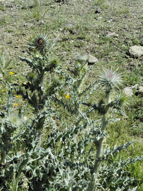 Cirsium neomexicanum (New mexico thistle) #86360