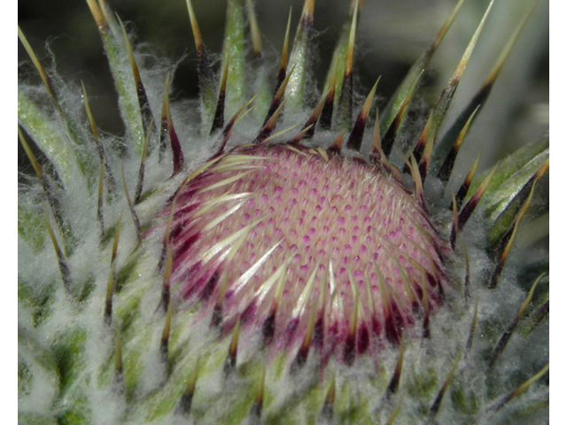 Cirsium neomexicanum (New mexico thistle) #86361