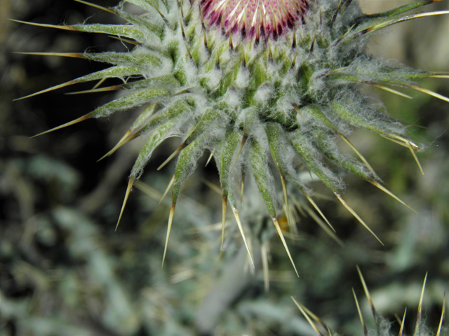 Cirsium neomexicanum (New mexico thistle) #86362