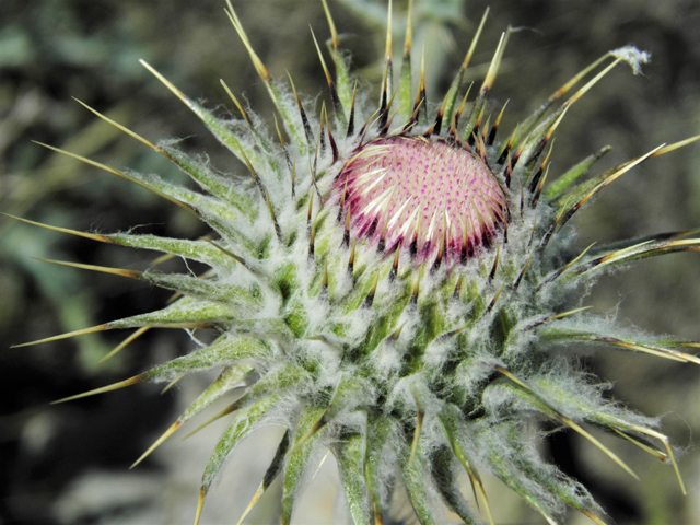 Cirsium neomexicanum (New mexico thistle) #86363