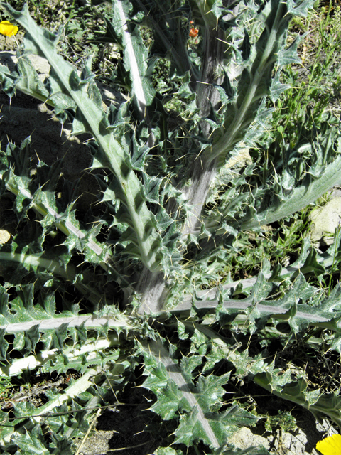 Cirsium neomexicanum (New mexico thistle) #86365