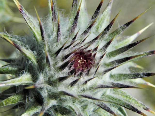 Cirsium neomexicanum (New mexico thistle) #86367