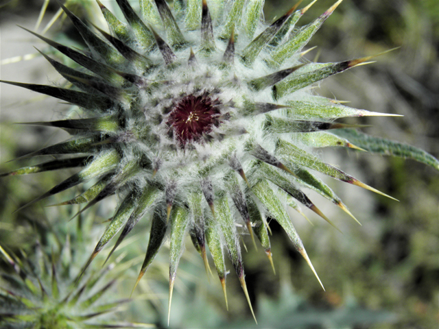 Cirsium neomexicanum (New mexico thistle) #86368